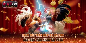 Đá gà cựa dao