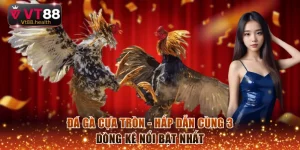 Đá gà cựa tròn