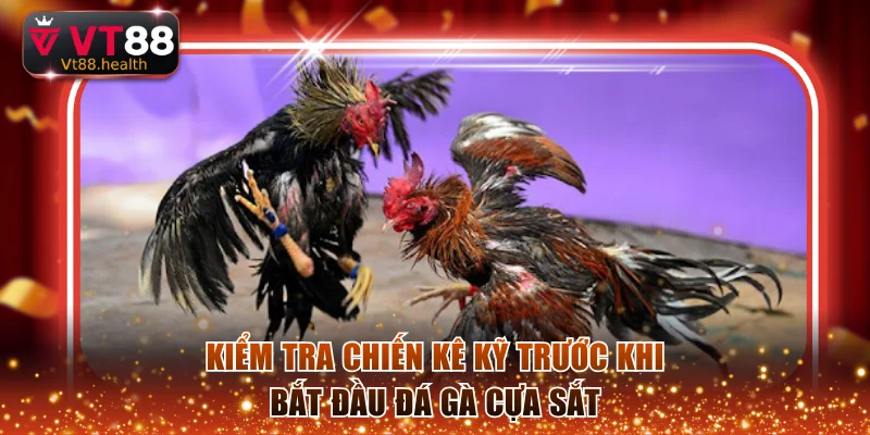 Kiểm tra chiến kê kỹ lưỡng trước khi bắt đầu đá gà cựa sắt