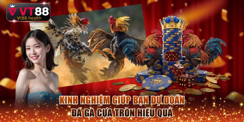 Kinh nghiệm giúp bạn dự đoán đá gà cựa tròn hiệu quả